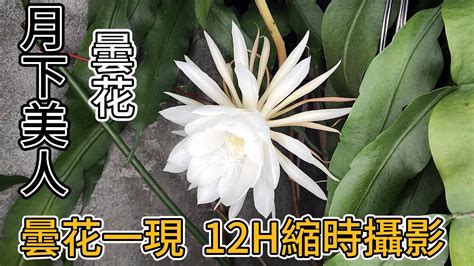 曇花一現的愛情|曇花一現 [正文]